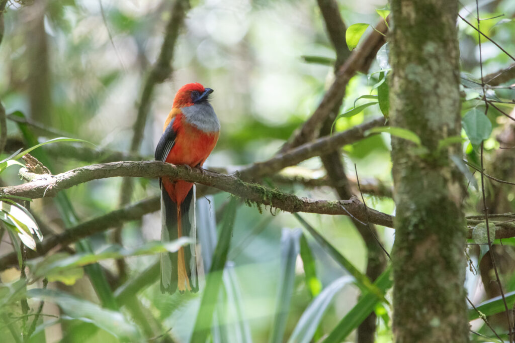 Trogon de Whitehead (Harpactes whiteheadi - Whitehead's Trogon)