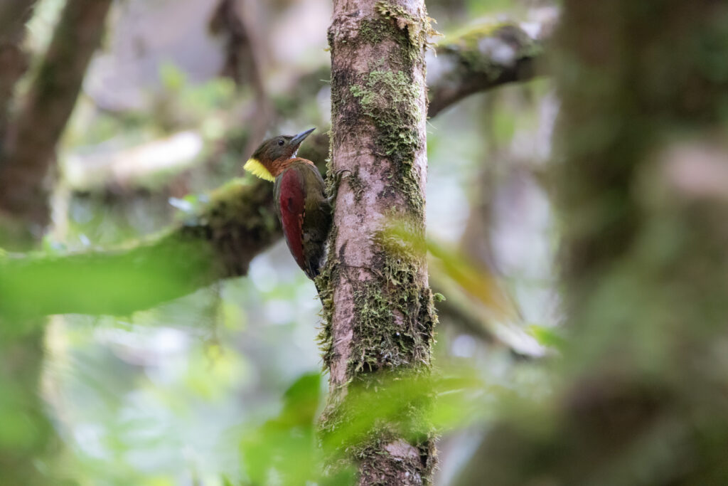 Pic gorgeret (Chrysophlegma mentale - Checker-throated Woodpecker)