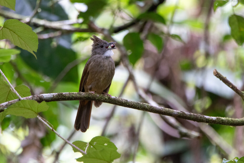 Bulbul à ventre marron (Alophoixus ruficrissus - Penan Bulbul)