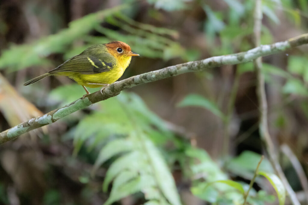 Pouillot à poitrine jaune (Phylloscopus montis - Yellow-breasted Warbler)