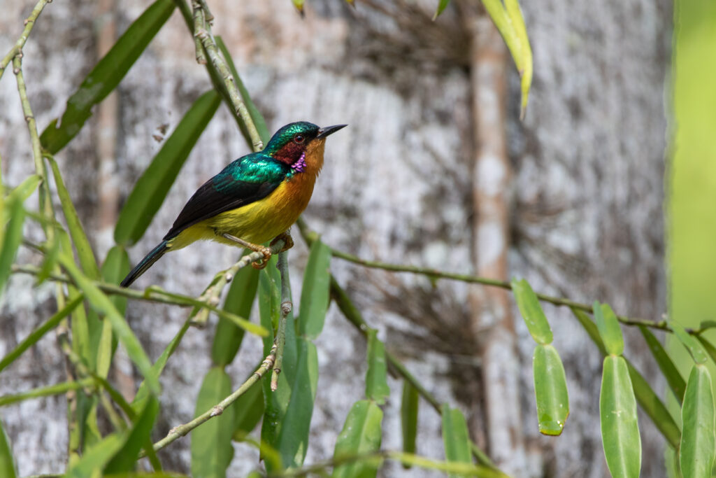 Souimanga à joues rubis (Chalcoparia singalensis - Ruby-cheeked Sunbird) - Sepilok RDC