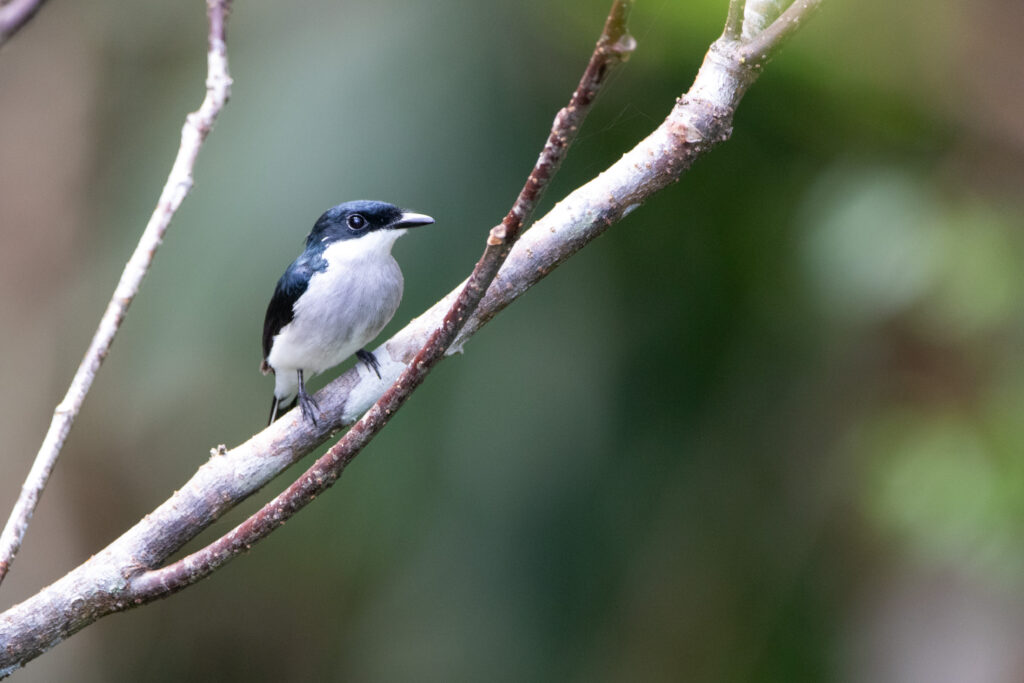 Hémipe véloce (Hemipus hirundinaceus - Black-winged Flycatcher-shrike)