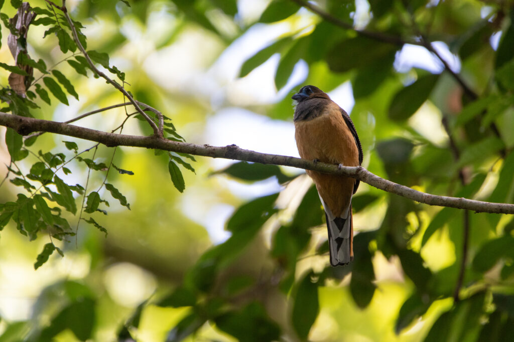 Trogon à nuque rouge femelle (Harpactes kasumba - Red-naped Trogon)