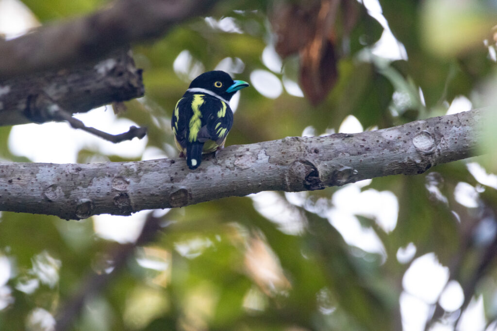 Eurylaime à capuchon (Eurylaimus ochromalus - Black-and-yellow Broadbill) - Sepilok RDC