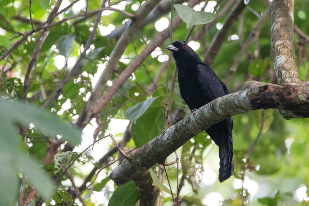 Platysmure de Borneo (Platysmurus aterrimus - Bornean Black Magpie)