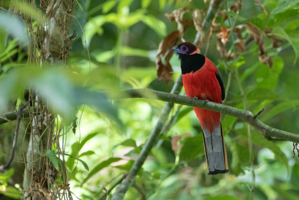 Trogon de Diard (Harpactes diardii - Diard's Trogon)