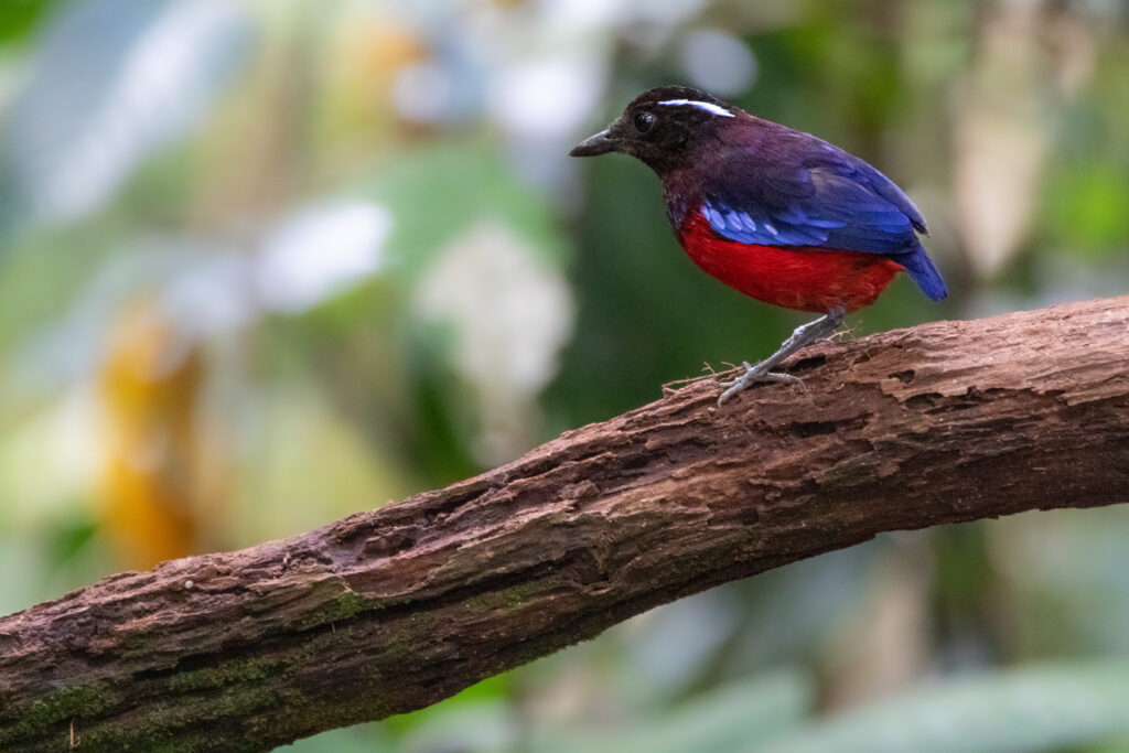Brève d'Ushher (Erythropitta ussheri - Black-crowned Pitta)