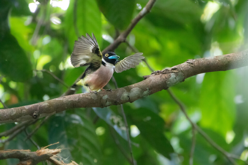 Eurylaime à capuchon (Eurylaimus ochromalus - Black-and-yellow Broadbill) - Sepilok RDC Borneo