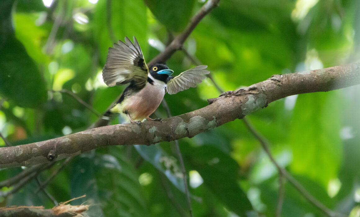 Eurylaime à capuchon (Eurylaimus ochromalus - Black-and-yellow Broadbill) - Sepilok RDC Borneo