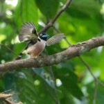 Eurylaime à capuchon (Eurylaimus ochromalus - Black-and-yellow Broadbill) - Sepilok RDC Borneo