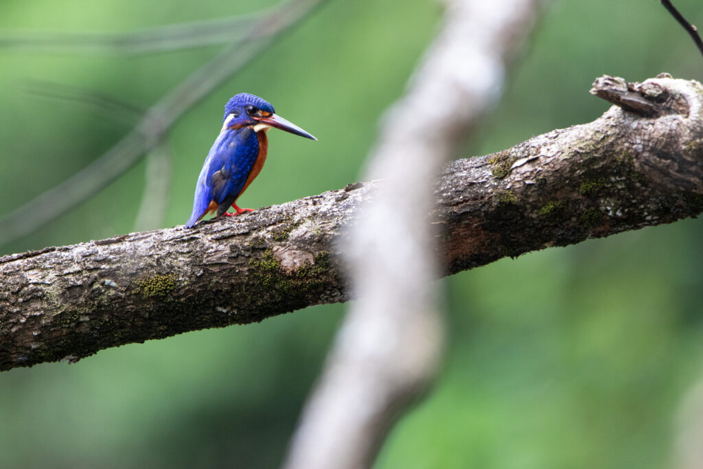 Martin-pêcheur méninting (Alcedo meninting - Blue-eared Kingfisher) - Sepilok RDC