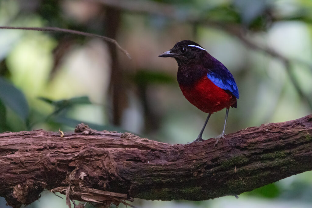 Brève d'Ushher (Erythropitta ussheri - Black-crowned Pitta) - Sepilok RDC