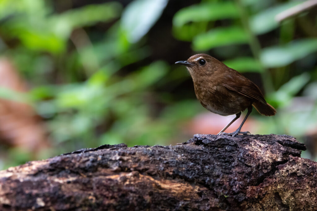 Petite brachyptère (Brachypteryx leucophris - Lesser Shortwing) - Fraser's Hill