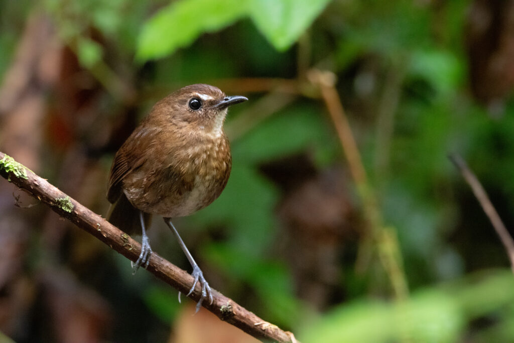 Petite brachyptère (Brachypteryx leucophris - Lesser Shortwing)