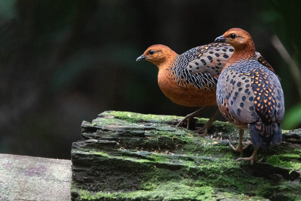 Rouloul ocellé (Caloperdix oculeus - Ferruginous Partridge) 2