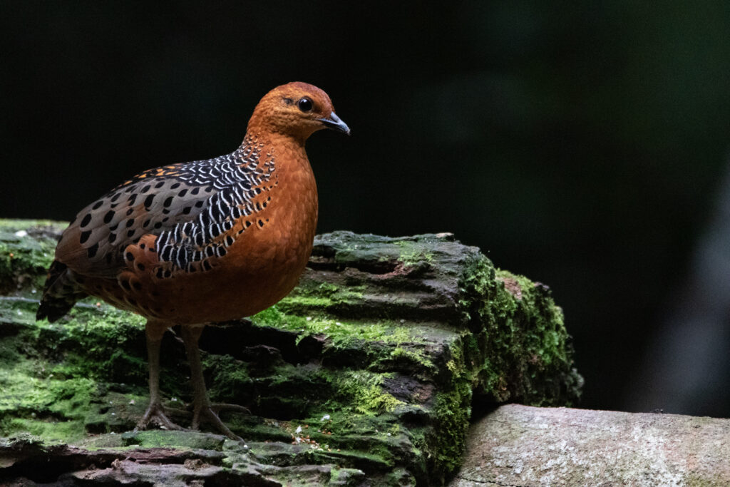Rouloul ocellé (Caloperdix oculeus - Ferruginous Partridge)