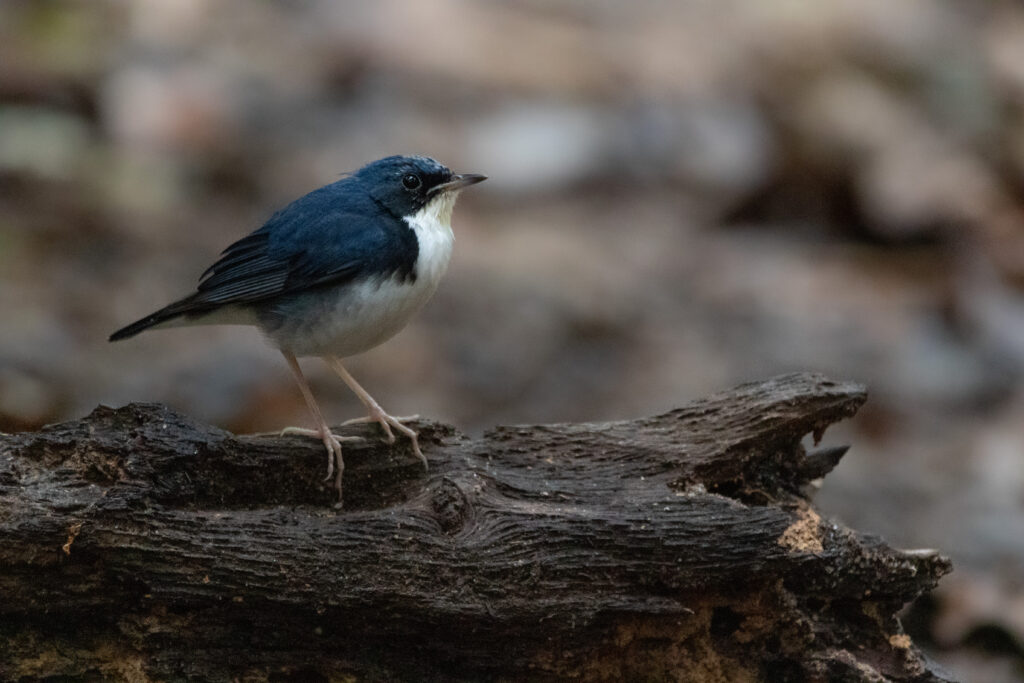 Rossignol bleu mâle (Larvivora cyane - Siberian Blue Robin)