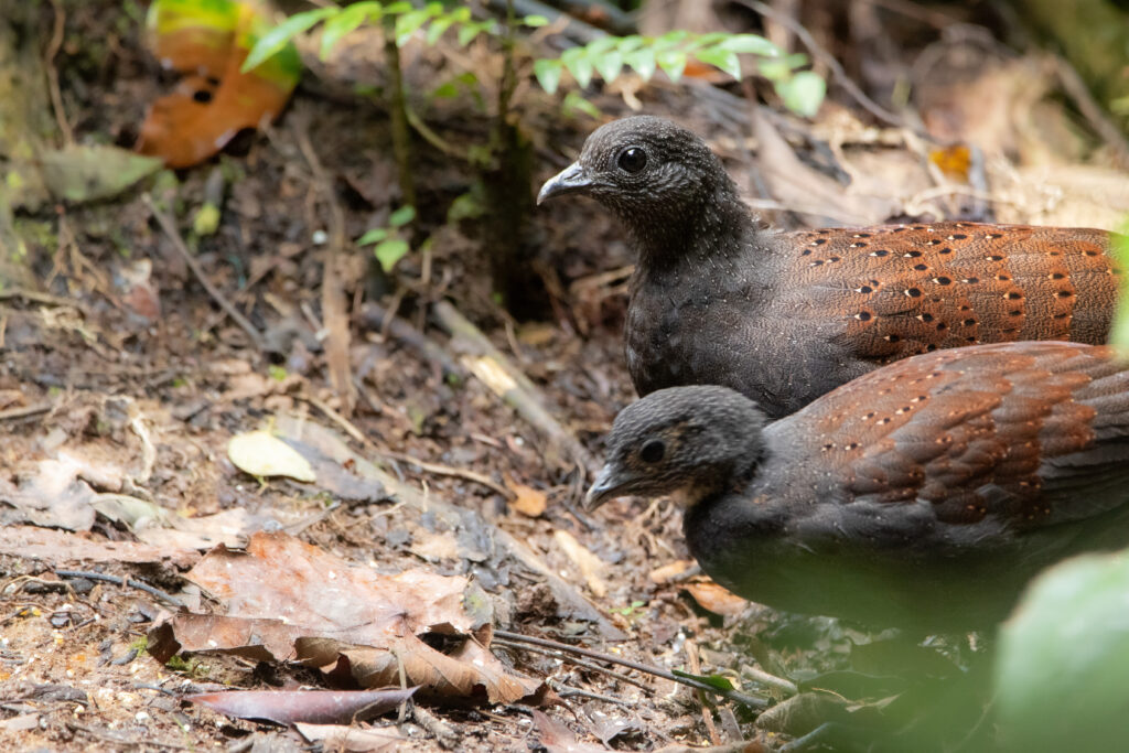 Eperonnier de Rothschild (Polyplectron inopinatum - Mountain Peacock-Pheasant)