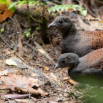 Eperonnier de Rothschild (Polyplectron inopinatum - Mountain Peacock-Pheasant)