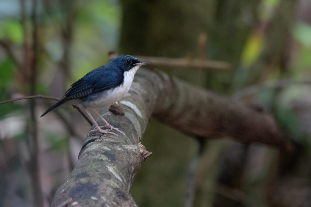 Rossignol bleu mâle (Larvivora cyane - Siberian Blue Robin) - Bukit Tinggi