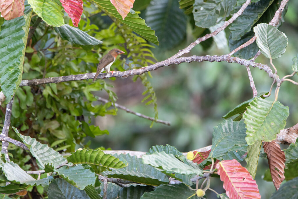 Barbu fuligineux (Caloramphus fuliginosus - Brown Barbet) - Sepilok RDC