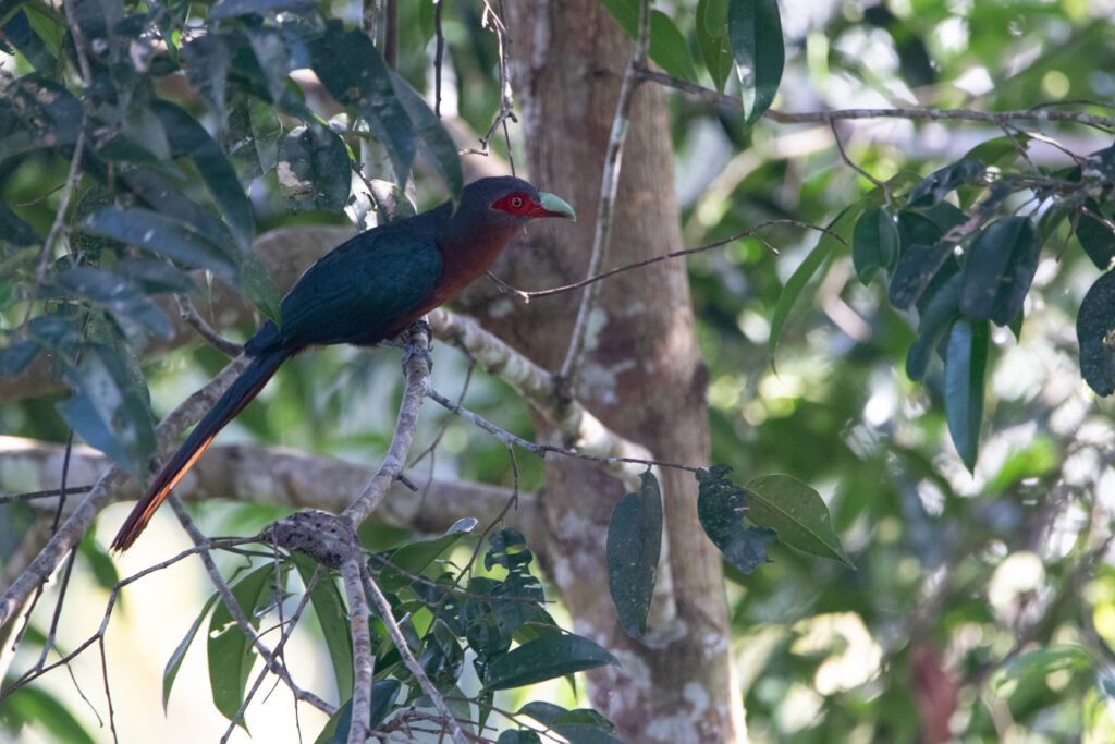 Malcoha rouverdin (Phaenicophaeus curvirostris - Chestnut-breasted Malkoha)