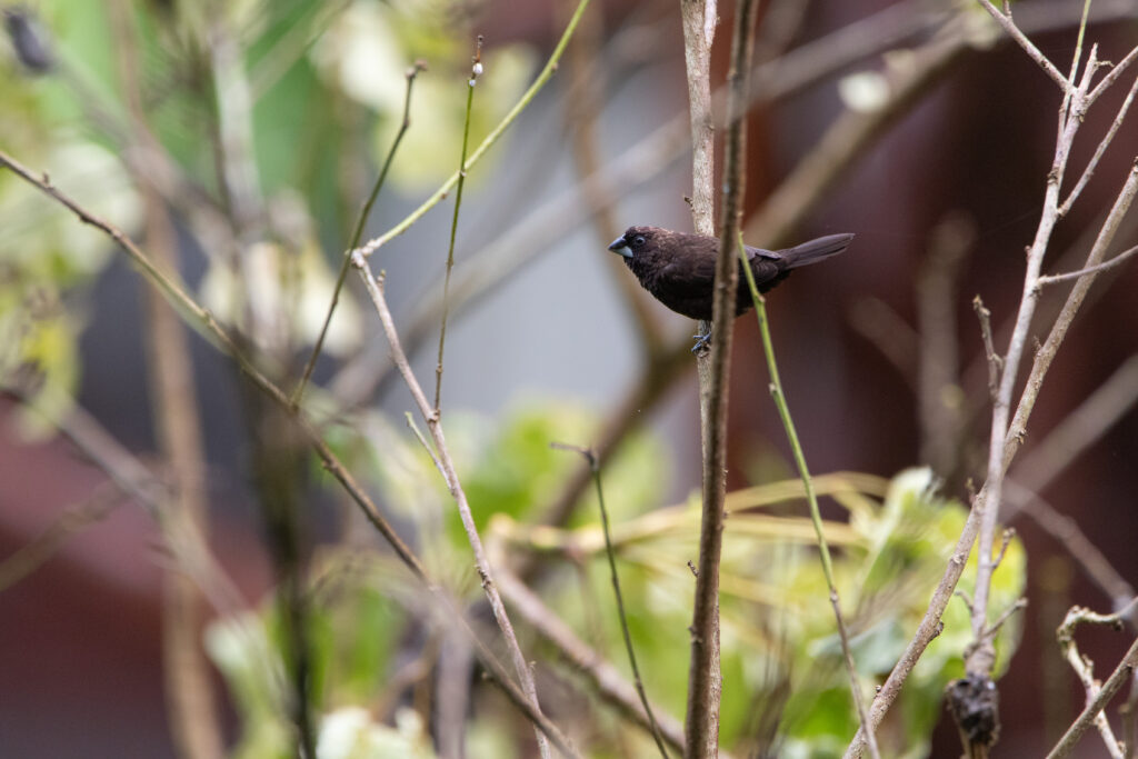 Capucin sombre (Lonchura fuscans - Dusky Munia)