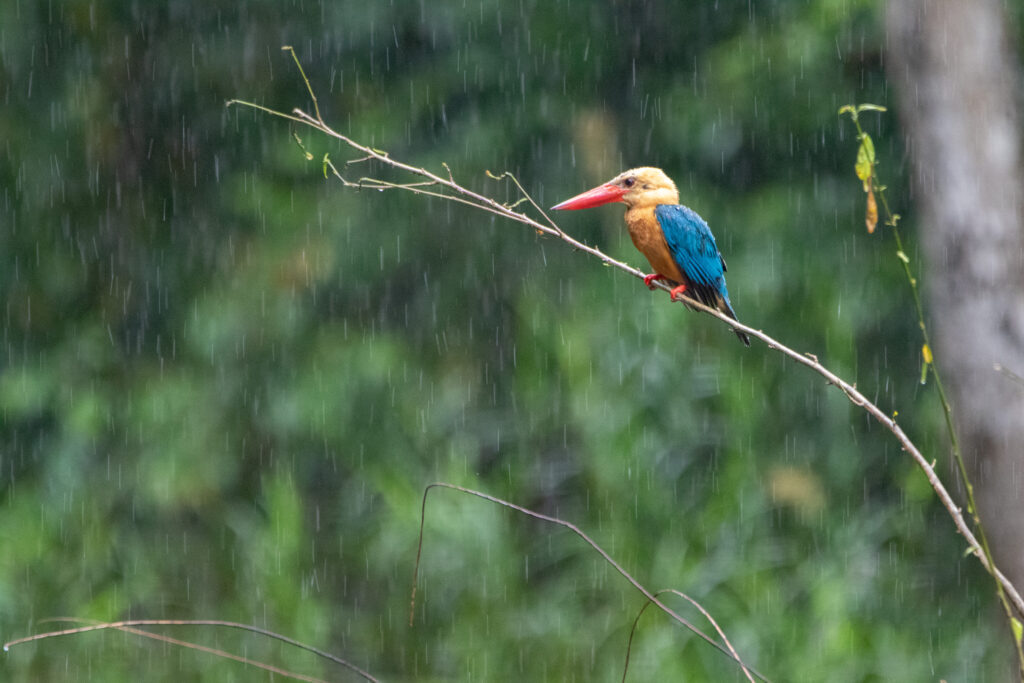 Martin-chasseur gurial (Pelargopsis capensis - Stork-billed Kingfisher)