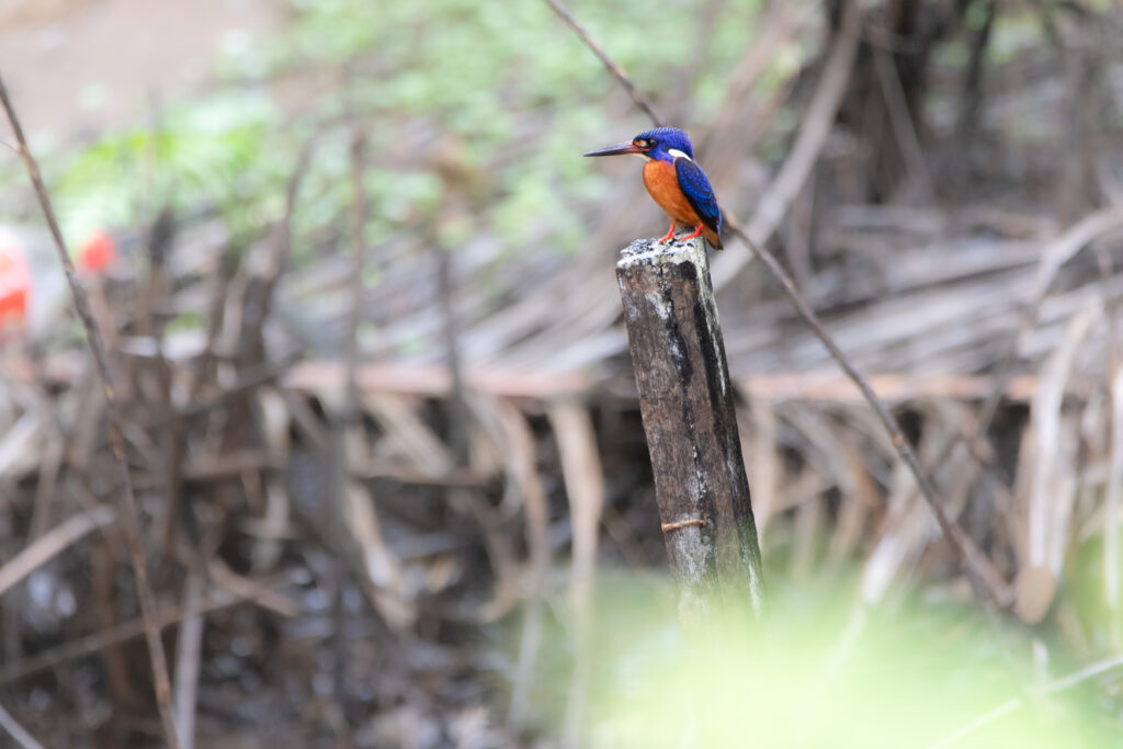 Martin-pêcheur méninting (Alcedo meninting - Blue-eared Kingfisher)