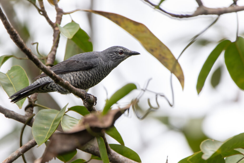 Echenilleur frangé (Lalage fimbriata - Lesser Cuckooshrike)