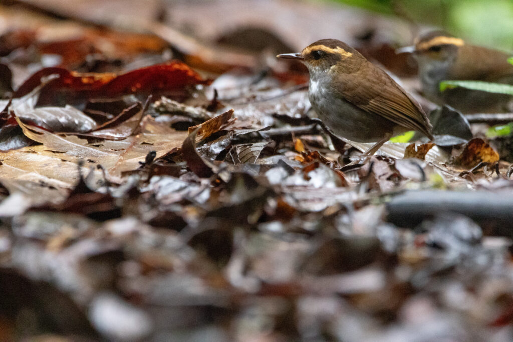 Bouscarle de Bornéo (Urosphena whiteheadi - Bornean Stubtail) - Kinabalu Park