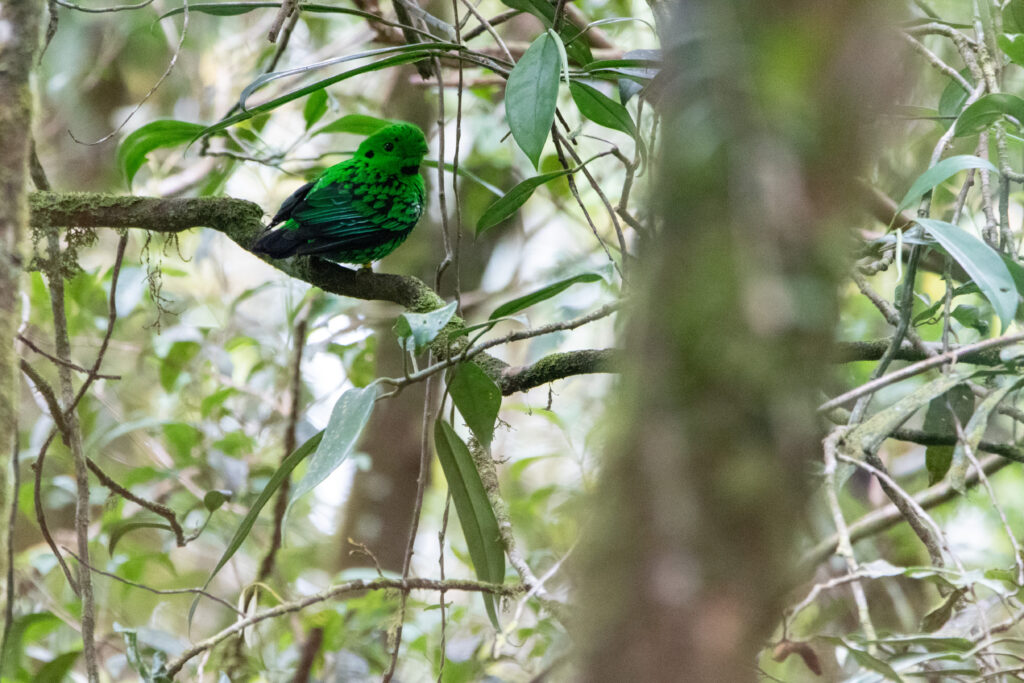 Eurylaime de Whitehead (Calyptomena whiteheadi - Whitehead's Broadbill)