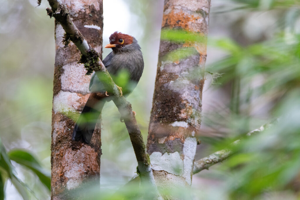 Garrulaxe de Treacher (Pterorhinus treacheri - Chestnut-hooded Laughingthrush)