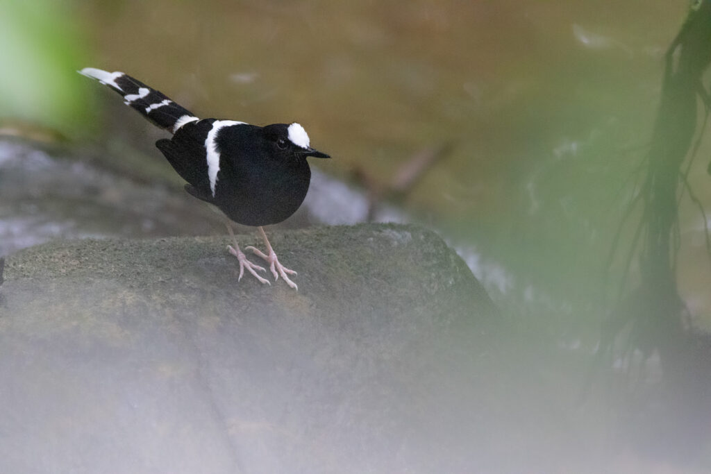 Enicure de Bornéo (Enicurus borneensis - Bornean Forktail)