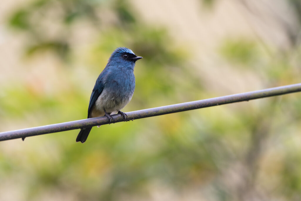 Gobemouche indigo (Eumyias indigo - Indigo Flycatcher) - Kinablu Park