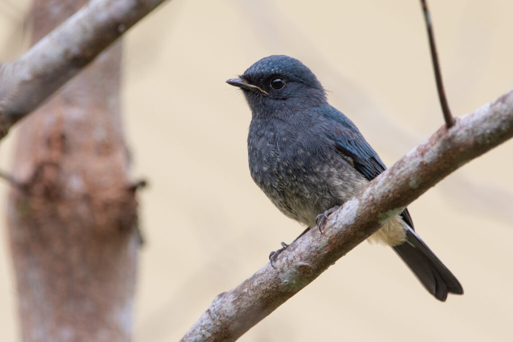 Gobemouche indigo (Eumyias indigo - Indigo Flycatcher)