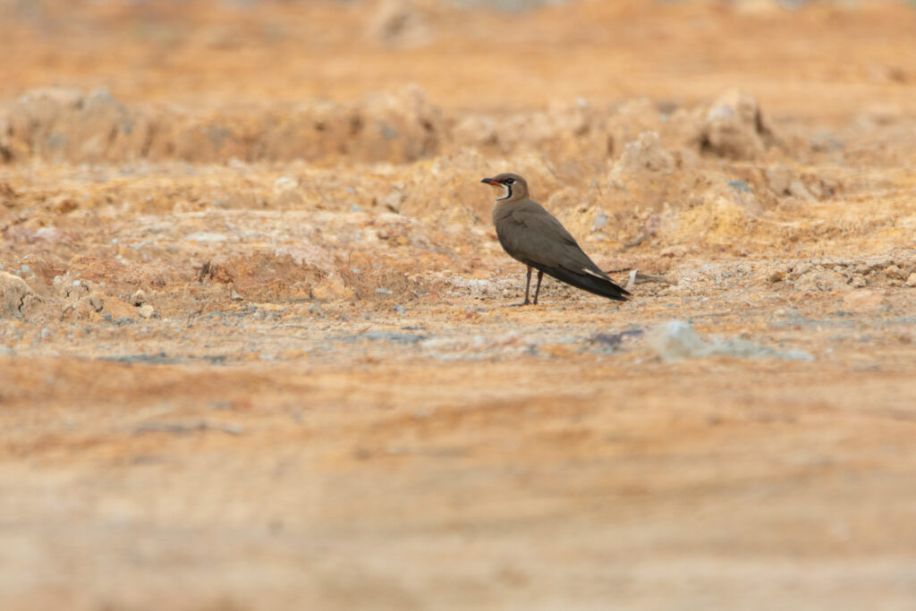 Glaréole orientale (Glareola maldivarum - Oriental Pratincole)