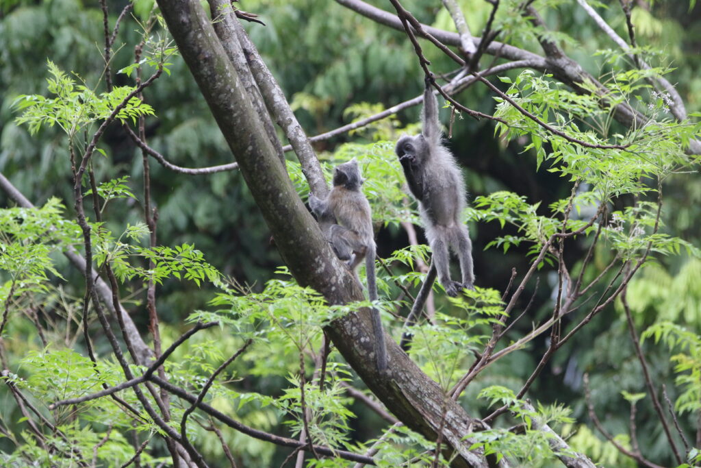 Selangor Silvered langur