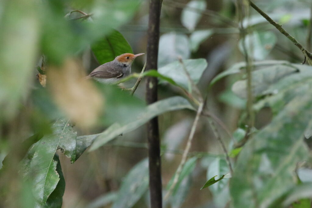 Couturière à tête rousse (Orthotomus ruficeps - Ashy Tailorbird) - Kuala Selengor