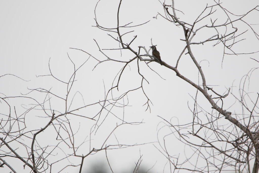 Coucou menu (Chalcites minutillus - Little Bronze Cuckoo)