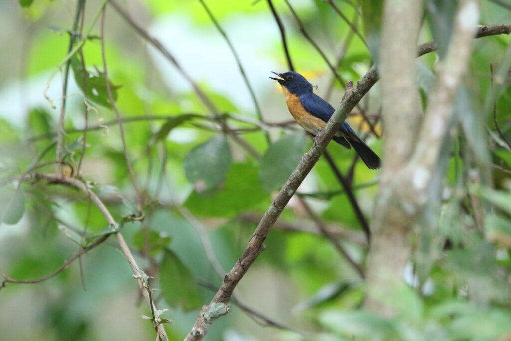 Gobemouche des mangroves (Cyornis rufigastra - Mangrove Blue Flycatcher)