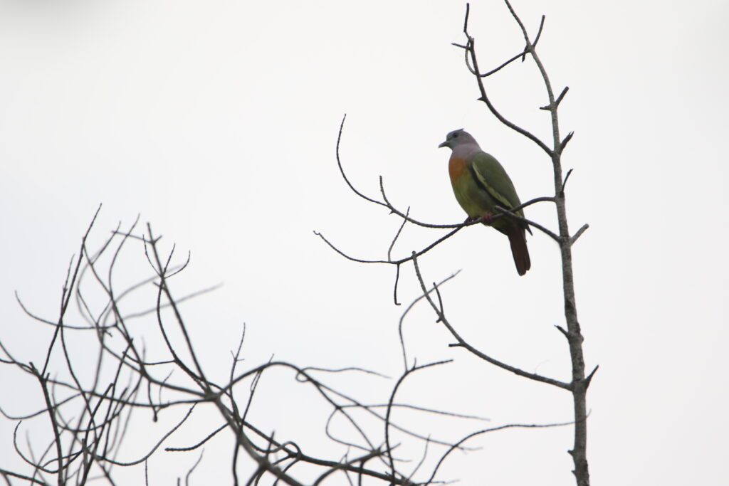 Colombar giouanne (Treron vernans - Pink-necked Green Pigeon)