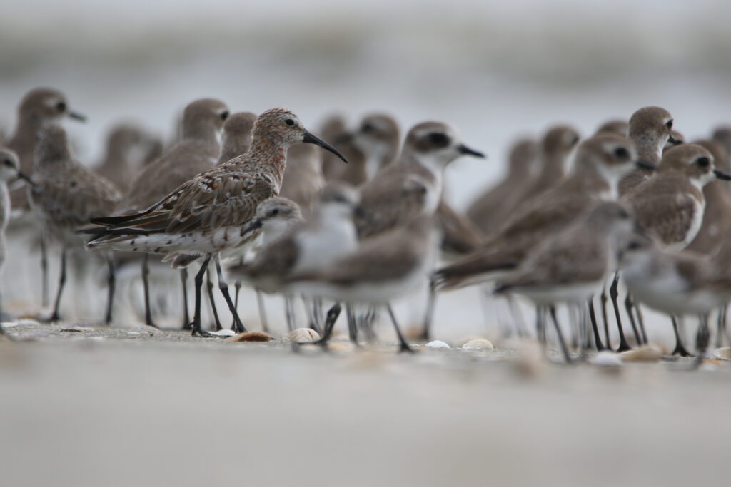 Bécasseau cocorli (Calidris ferruginea - Curlew Sandpiper)