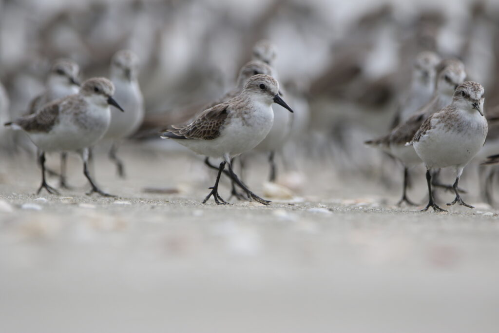 Bécasseau à cou roux (Calidris ruficollis - Red-necked Stint) - Kuala Selengor