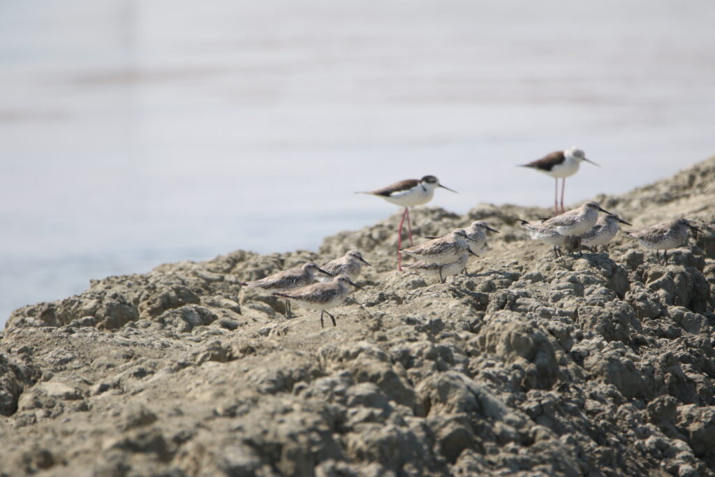 Bécasseau de l'Anadyr (Calidris tenuirostris - Great Knot)