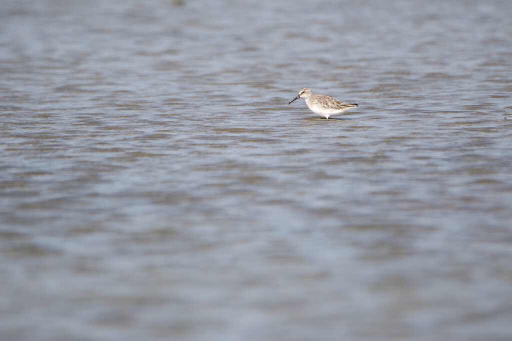 Bécasseau falcinelle (Calidris falcinellus - Broad-billed Sandpiper)
