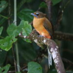 Trogon de Duvaucel femelle (Harpactes duvaucelii - Scarlet-rumped Trogon)