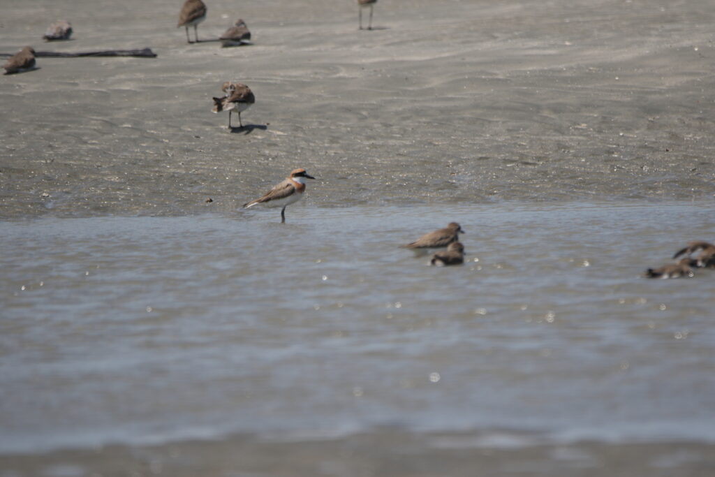 Gravelot de Leschenault (Anarhynchus leschenaultii - Greater Sand Plover)