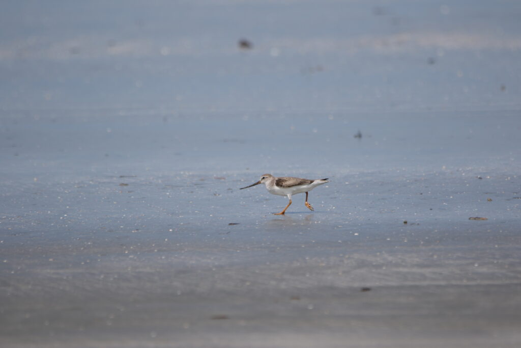 Chevalier bargette (Xenus cinereus - Terek Sandpiper)