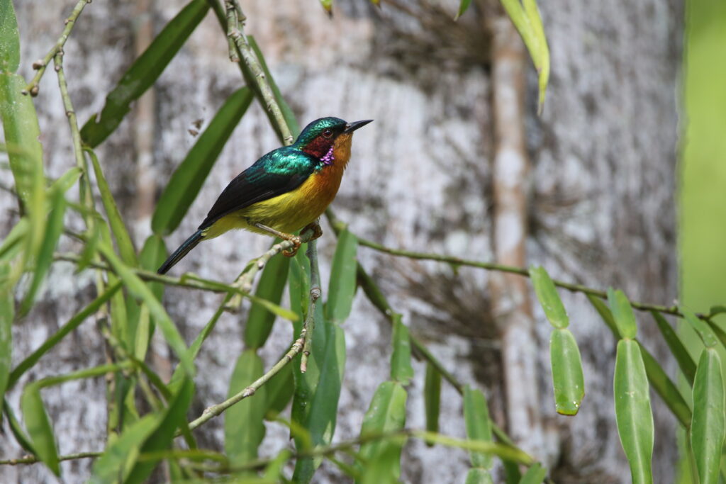 Souimanga à joues rubis (Chalcoparia singalensis - Ruby-cheeked Sunbird) - Kuala Selengor